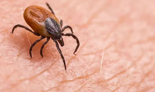 Yazın Kene Tehlikesi: KKKA Riski ve Korunma Yolları