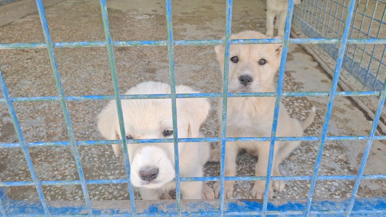 Ayvaşık’ta 200 Köpek Kapasiteli Barınak ve Evcil Hayvan Mezarlığı Açıldı