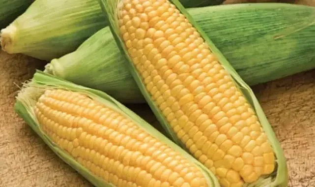 Mısırın Sağlığa 7 Önemli Faydası Bilimsel Analizlerle Kanıtlandı