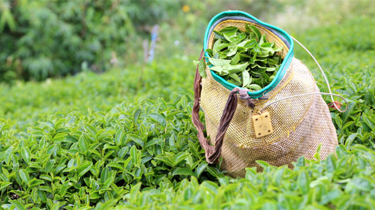 Türk Çayı İhracatında Rekor Artış: 104 Ülkeye 17 Milyon Dolar