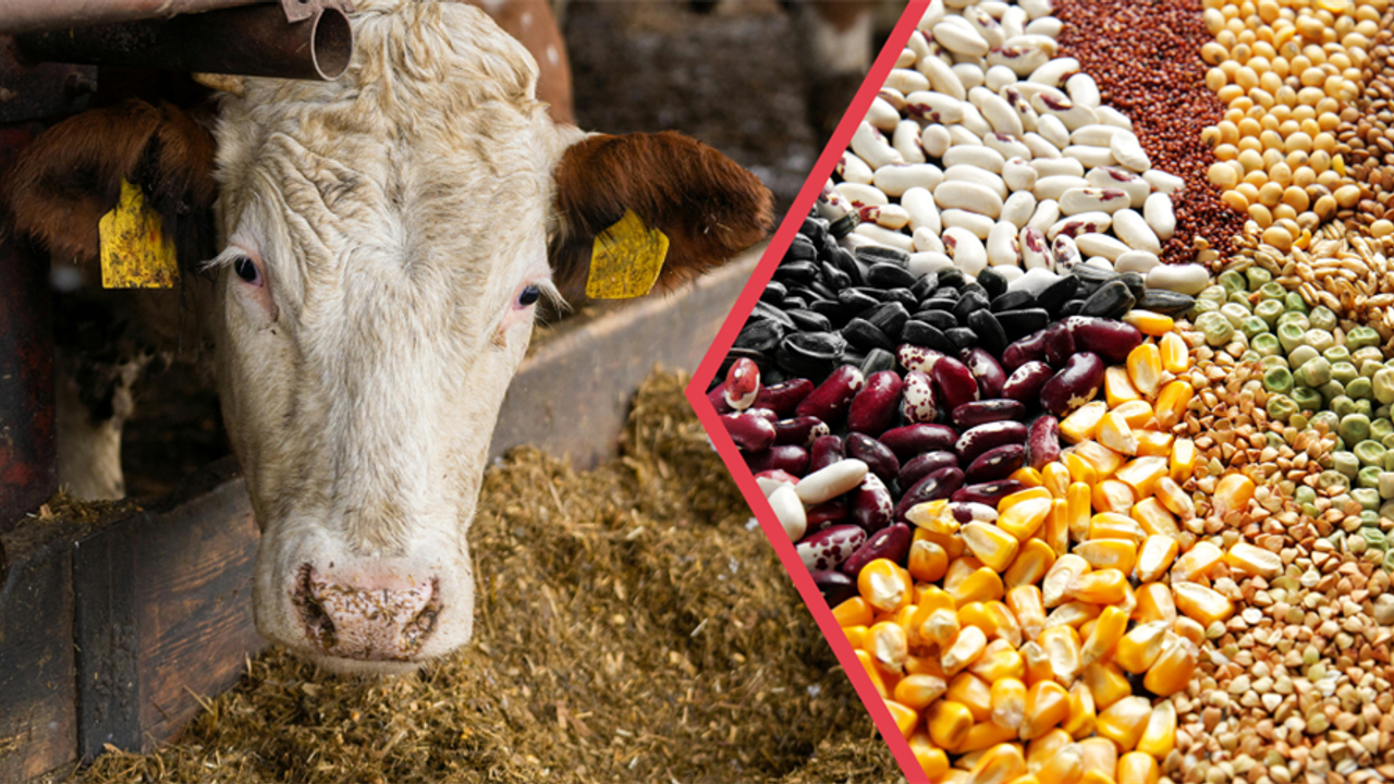 Tarım ve Orman Bakanlığı 345 Milyon TL Tarım Desteği Ödemesini Başlattı