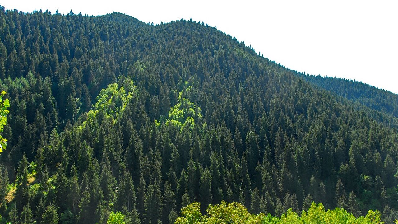 Türkiye Orman Varlığını Artırırken Küresel Kayıplar Endişe Yaratıyor
