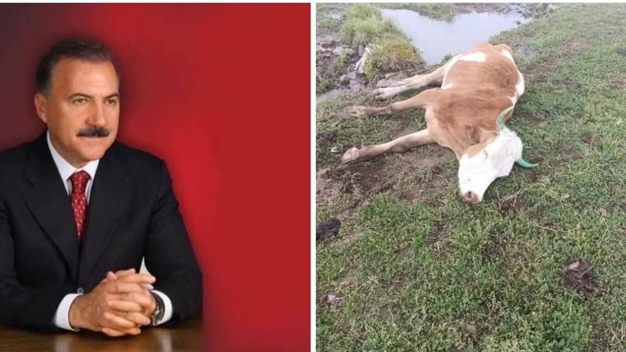 Kars’ta Şap Hastalığı: Yüzlerce Hayvan Telef Oldu, Acil Önlem Çağrısı