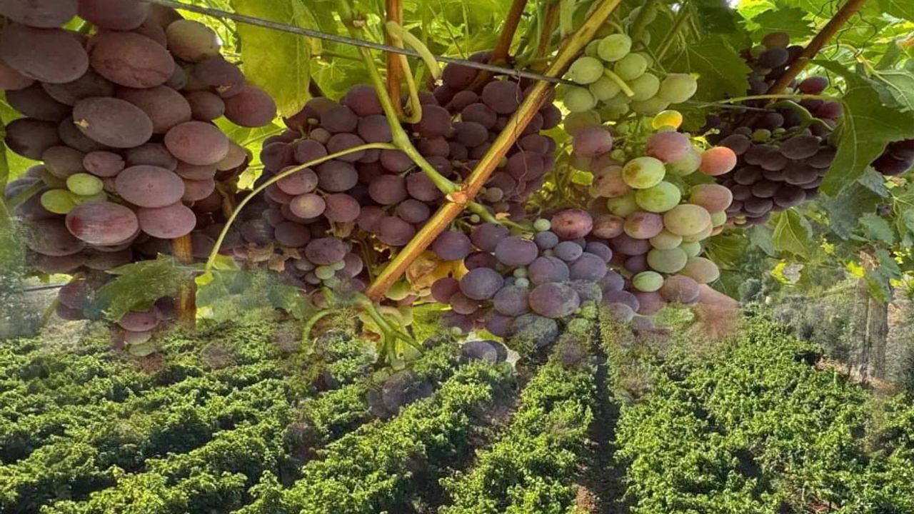 Antalya’da 45 Yıllık Esnaftan Modern Bağcılık Serüveni