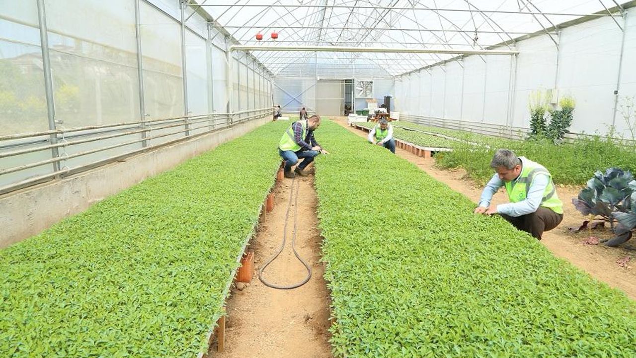 Ordu Büyükşehir Belediyesi 4.5 Milyon Sebze Fidesi Dağıttı