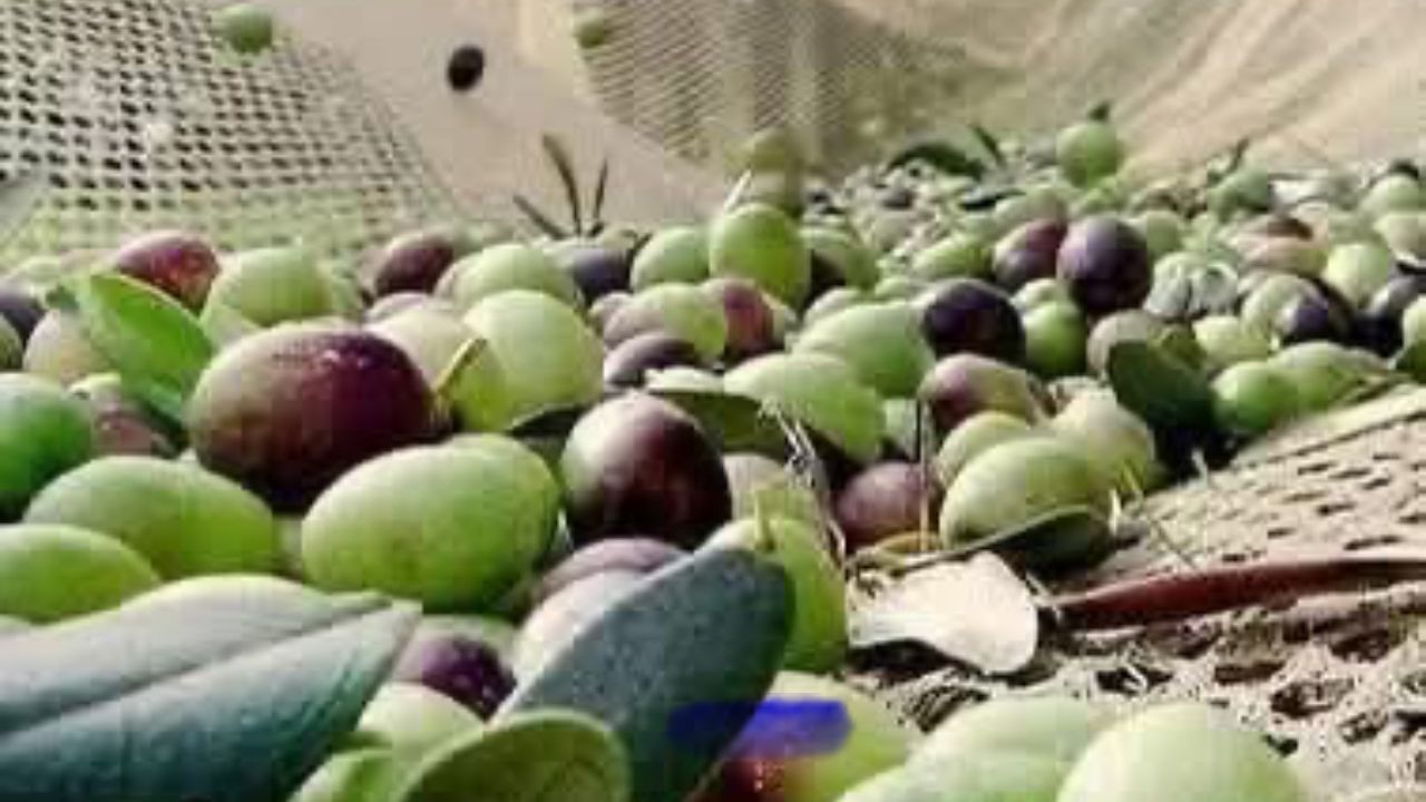 Antalya’da Zeytin Dökümü: Doğal Süreç mi, Zararlı mı?