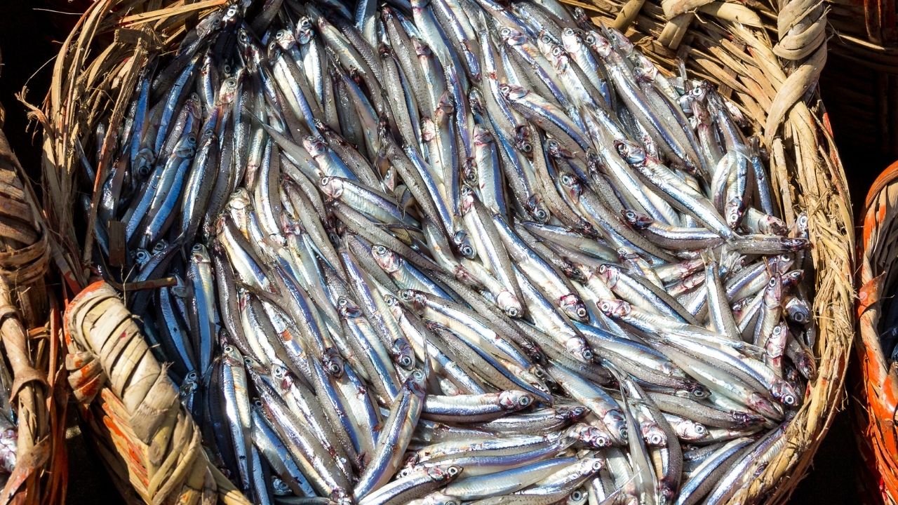 Doğu Karadeniz Su Ürünleri İhracatında Rusya Lider