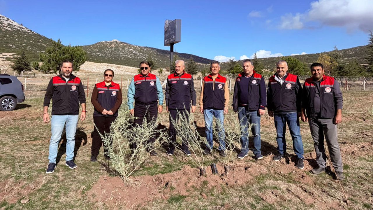 Isparta’ya 33 Bin Tuz Çalısı Dikildi