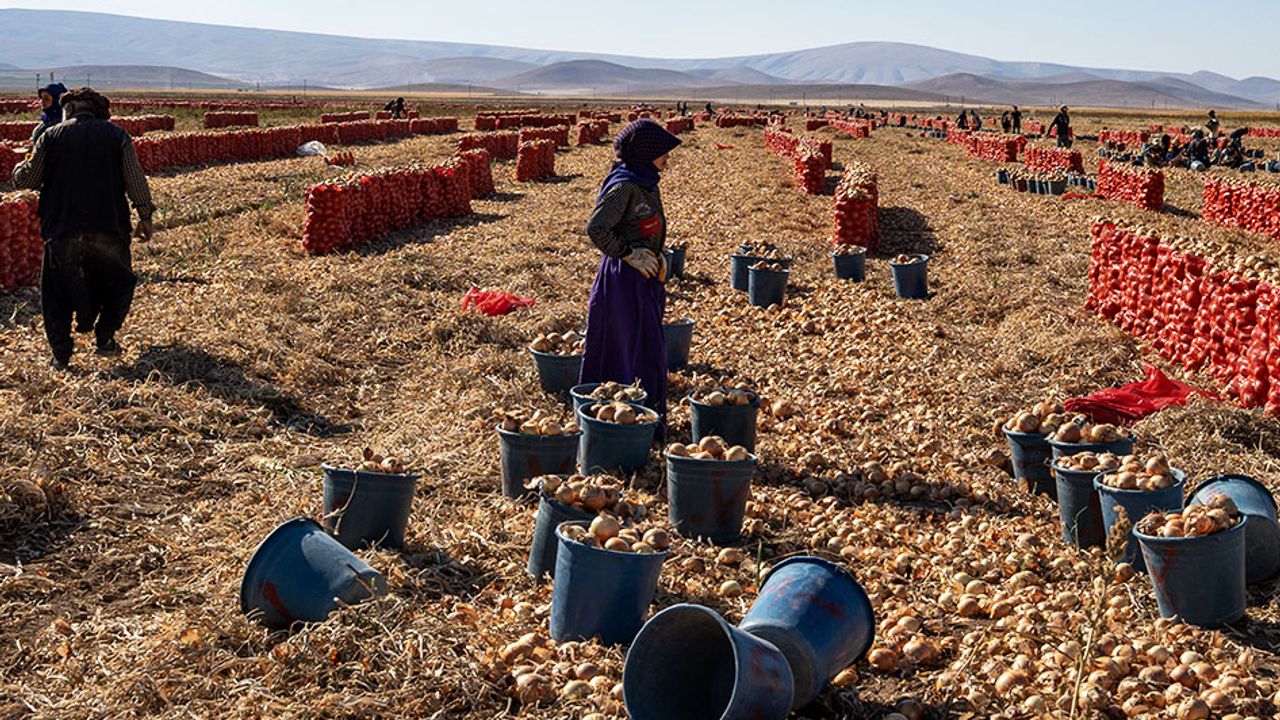 Konya’da Soğan Hasadı Başladı: Üreticiler Memnun