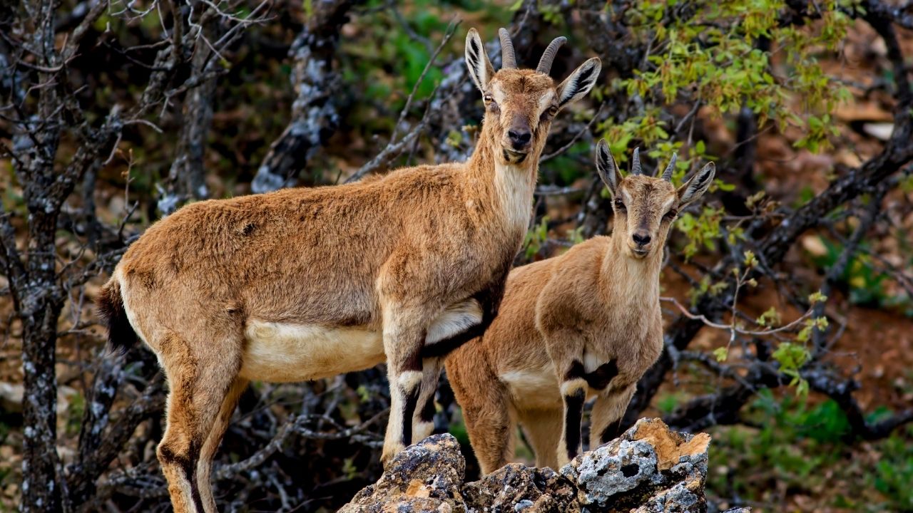 Konya’da Yasa Dışı Avcılığa 1.9 Milyon Lira Ceza