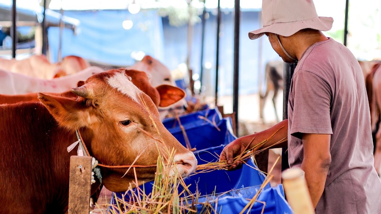 Türkiye Hayvancılığında Yerli Irk Krizi: Genetik Sigorta Kayboluyor