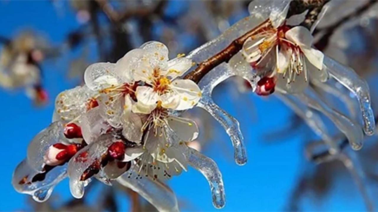 Zirai Don Mağdurlarına 798 Milyon Lira Destek Ödemesi