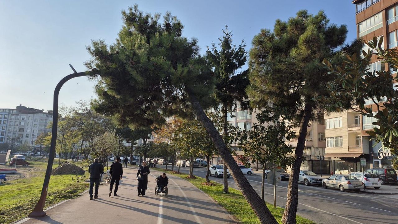 Ordu’da Riskli Ağaçlar Budanıyor ve Yenileniyor