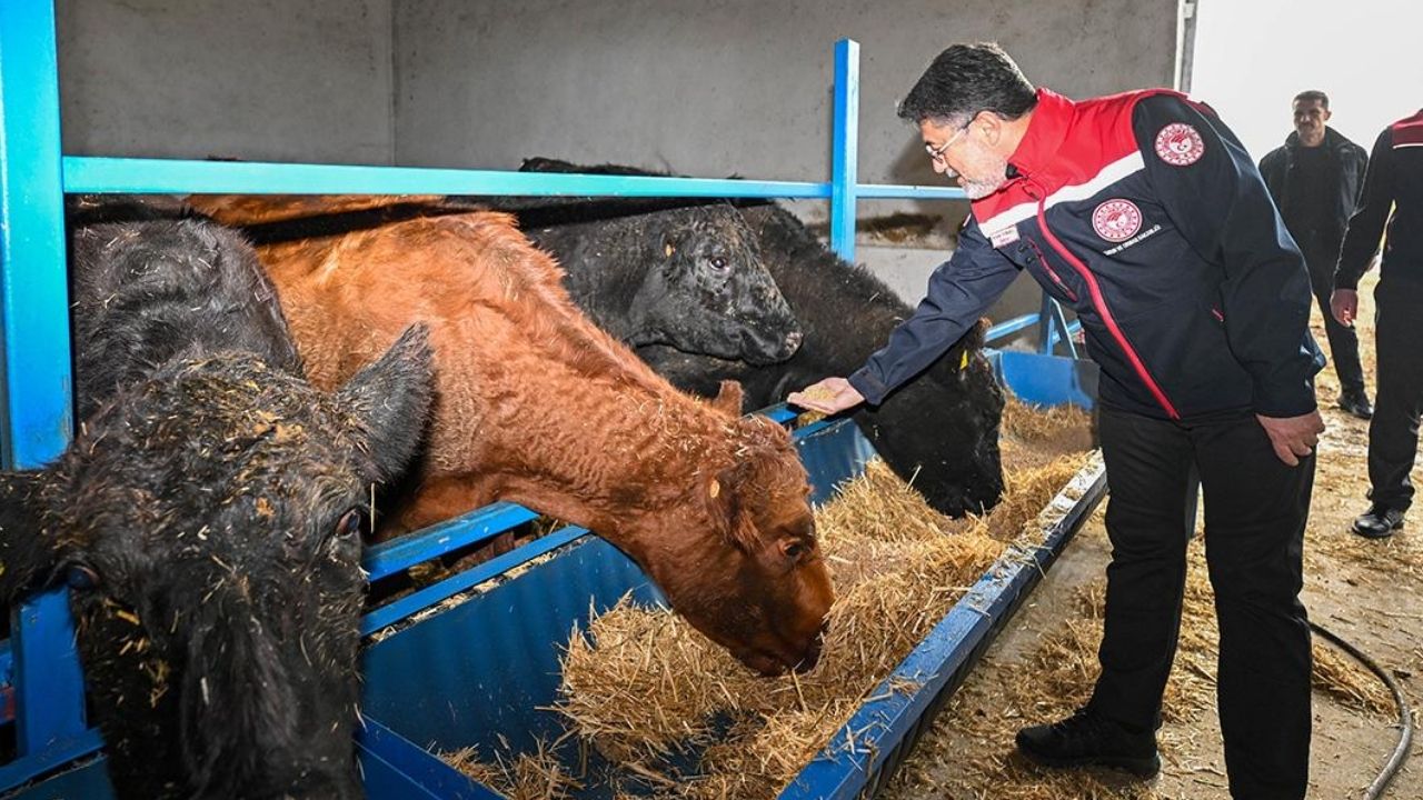 Bakan Yumaklı: Hayvancılıkta 60 Bin Gebe Düve Dağıtımı Başladı