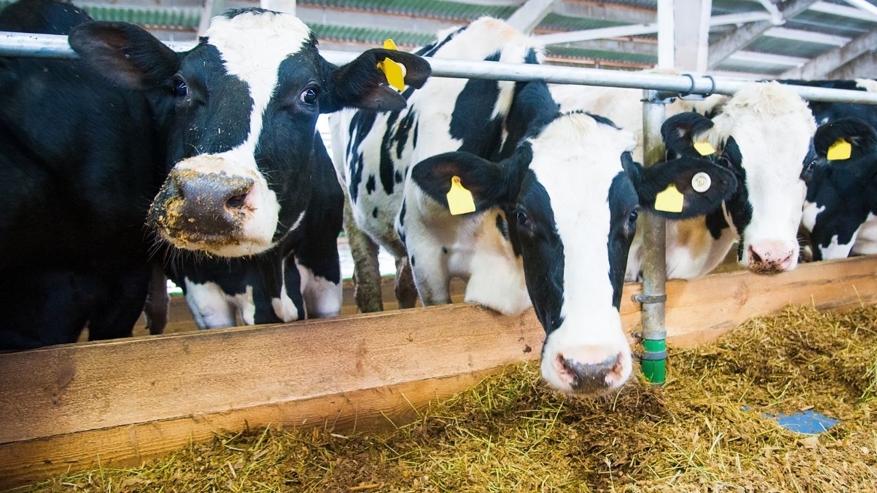 Ekimde İnek Sütü Üretimi Yüzde 3,2 Düştü, Süt Ürünlerinde Karma Tablo