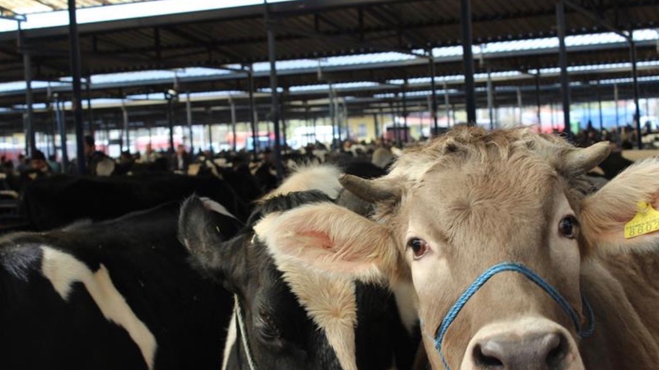 Burdur Canlı Hayvan Pazarı Hastalık Kontrol Altına Alınınca Yeniden Açıldı