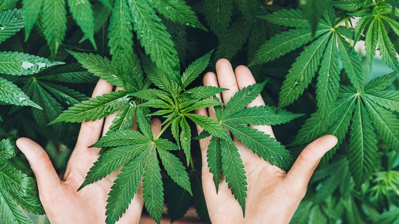 Kenevir Üretimi İçin Yeni Yönetmelik ve 21 İlde İzin