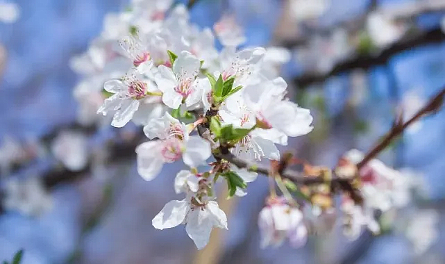 İkinci Cemre Suya Düştü, Baharın Habercisi Geldi