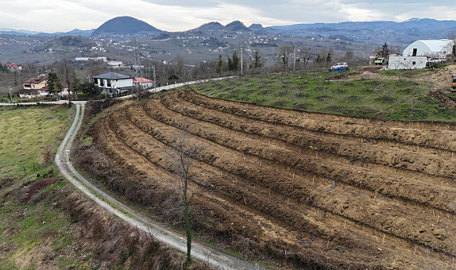 Ordu’da Fındık Verimi Yeni Tekniklerle Artırılacak