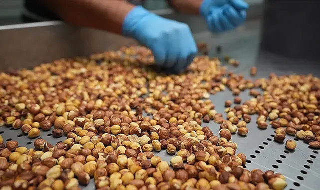 FİSKOBİRLİK Fındık Alım Fiyatlarını Ortalama 20 Lira Düşürdü