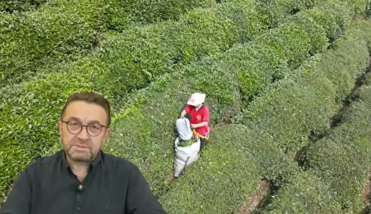 Rize’de çay hasadı 25 günde tamamlandı, ikinci sürgün için planlı hareket çağrısı
