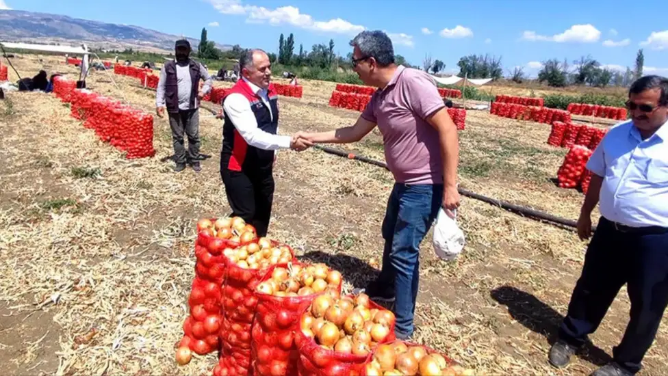 Çorum’da kuru soğan hasadı başladı: Tarlada inceleme