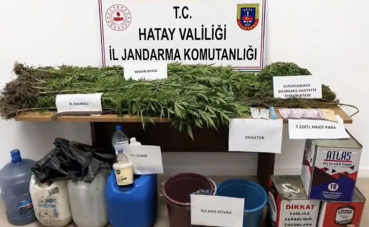 Hatay’da uyuşturucu operasyonunda 144 kök kenevir bulundu