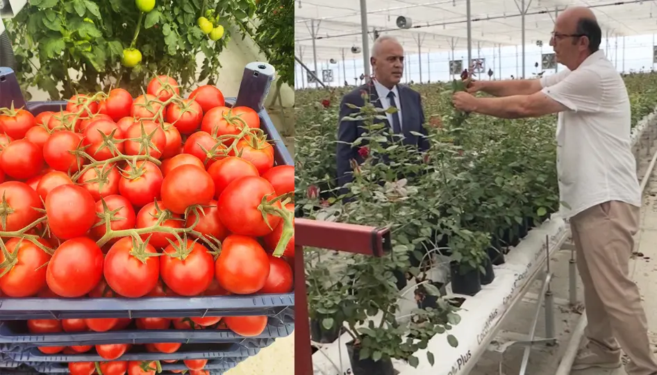 Isparta’da modern sera yatırımı hem gül hem domates üretiyor