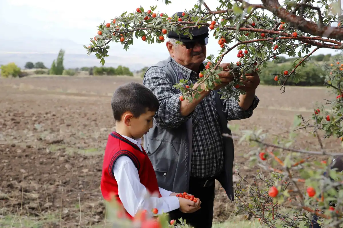 Aksaray’da dede ve torun aynı alıç ağaçlarında buluştu